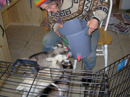 Alys feeding Peaches's kids